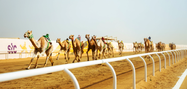مهرجان ولي العهد للهجن يسطع بــ118,574 مطية: حفل لا يُنسى للروح العربية