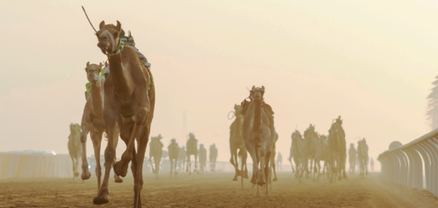 مهرجان ولي العهد للهجن: الهجن السعودية تتصدر «اللقايا» في أول يوم من السباقات